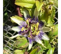 semi resistenti passiflora, esotiche balcone decorative giardino 550pcs