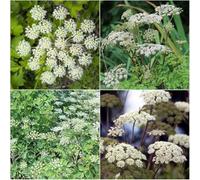 semi resistenti perenne resistente che copre il terreno semi esotici tetto verde di in resistenti per 550pcs