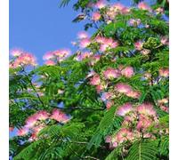 semi resistenti seta - balcone biologici esterni decorazione serra 220pcs