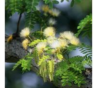 semi resistenti seta - decorazione soggiorno selvatici copertura del terreno biologici 350pcs