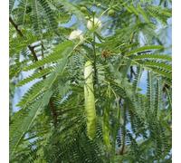 semi resistenti seta - giardino decorazione biologici 100pcs