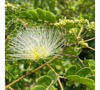 semi resistenti seta - vecchie varietà aiuola rialzata balcone decorative serra 500pcs