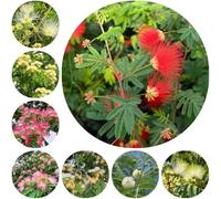 semi resistenti seta - vecchie varietà giardino balcone tappezzanti biologici 300pcs