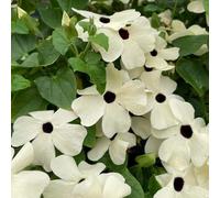 semi resistenti susanne occhi neri, balcone semi delle scalatrici sono resistenti giardino decorazione interna 120pcs