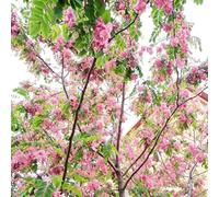 semi Robinia pseudoacacia coperto giardino balcone 10pcs
