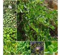 semi roccia perenne giardino Premium medicinali facile coltivazione 50pcs