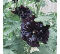 semi Rose trémière perenni di resistenza balcone parterre di giardino balcone primavera ufficio primavera tagliati selvaggio, 450pcs