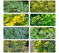 Semi ruta - giardino decorativo perenne resistenti all'inverno giardino interno letto elevato medicinali balcone con parterre 20pcs