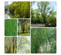 semi salice piangente - Salix babylonica verdi giardino vaso resistenti ornamentali balcone, resistenti 15pcs