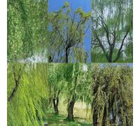 semi salsa llorón decorazione bonzai Las son perenne resistenti Las de hoja 10pcs