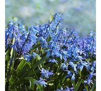 Semi Scilla siberica - riverdimento di tetti primaverili perenni estremamente resistenti resistenti balcone con letti 500pcs