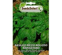 SEMI SEMENTI BASILICO RICCIO BOLLOSO NAPOLETANO BUSTINA CIRCA 2 GR