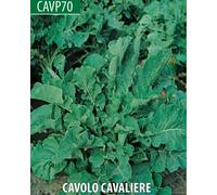 SEMI SEMENTI CAVOLO CAVALIERE 5 kg