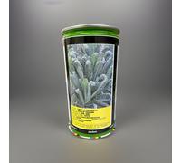 SEMI SEMENTI CAVOLO LACINIATO NERO DI TOSCANA 500 GRAMMI ideale per elicicoltura