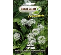 SEMI SEMENTI DI AGLIO ORSINO IN BUSTINA