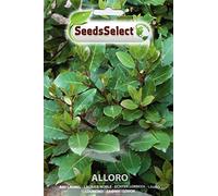 SEMI SEMENTI DI ALLORO IN BUSTINA