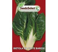 SEMI SEMENTI DI BIETOLA DA COSTE BARESE IN BUSTINA