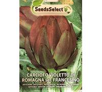Semi Sementi di Carciofo Violetto di Romagna Francesino Giardinaggio Orto Vegetali