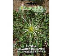 SEMI SEMENTI DI CICORIA SELVATICA DA CAMPO IN BUSTINA