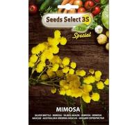 SEMI SEMENTI DI MIMOSA IN BUSTINA