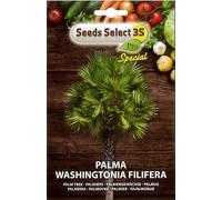 SEMI SEMENTI DI PALMA WASHINGTONIA FILIFERA IN BUSTINA
