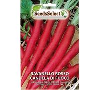 SEMI SEMENTI DI RAVANELLO ROSSO CANDELA DI FUOCO BUSTINA MAXI