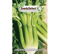 SEMI SEMENTI DI SEDANO DORATO D'ASTI