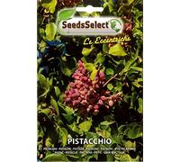 SEMI SEMENTI PIANTA DI PISTACCHIO BUSTINA MAXI CIRCA 4 SEMI