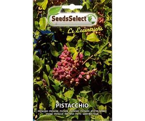 SEMI SEMENTI PIANTA DI PISTACCHIO BUSTINA MAXI CIRCA 4 SEMI