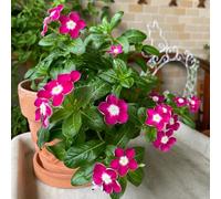 Semi sempreverdi, decorazione da giardino per esterni giardino di resistenti per il giardino da esterno resistenti semi di regali sostenibili 550pcs