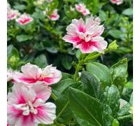 Semi sempreverdi decorazioni da giardino per esterni da balcone serre balcone esotico semi di come bomboniera resistenti per giardini rocciosi organico luoghi 120pcs