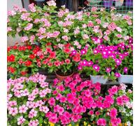 Semi sempreverdi raro semi di da balcone di come bomboniera esotico serre da balcone per luoghi soleggiati copertura del terreno arredamento del 250pcs