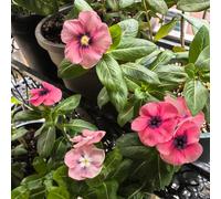 Semi sempreverdi raro semi di selvatici da balcone resistenti per giardini rocciosi organico farfalle per gli amanti del giardino 900pcs