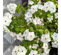 Semi sempreverdi - resistenti per il giardino sempreverdi, Catharanthus roseus, semi di copertura del terreno, perenne da balcone 550pcs