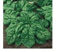 SEMI SPINACIO GIGANTE D'INVERNO CONFEZIONE DA KG 5