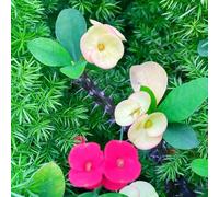 semi spine di Cristo - Euphorbia milii decorativi primavera balcone primavera resistenti giardino copertura del suolo resistenti 300pcs