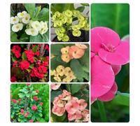 semi spine di Cristo - Euphorbia milii pendenti, resistenti, ornamentali semi resistenti giardino balcone 250pcs