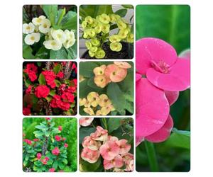 semi spine di Cristo - Euphorbia milii pendenti, resistenti, ornamentali semi resistenti giardino balcone 250pcs