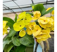 semi spine di Cristo - Euphorbia milii semi resistenti per giardini rocce sospese, resistenti, tagliati 30pz