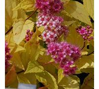 Semi - Spirea 'en Princess' Seeds Seeds ONLY