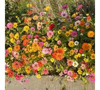 Semi Spontanei - resistenti in vaso giardino interno raro roccioso recisi per 500pcs