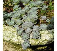 semi succulente giardino balcone riverdimento tetti bonsái interni esotici balcone letti elevati letto elevato giardino bonsái perenni resistenti 180pcs
