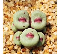 Semi succulenti,da balcone,da ombra regali insoliti,decorazioni per giardini esterni decorazione del davanzale,d'appartamento,decorazione 150pcs