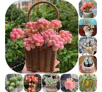 Semi succulenti - d'appartamento per gli amanti del giardino decorative prodotti sostenibili da appartamento facili da curare ufficio verdi arredamento del 550pcs