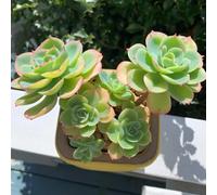 Semi succulenti, esotiche acquistarere regali per gli amanti del giardino vecchie varietà prodotti sostenibili copertura del terreno da balcone 200pcs
