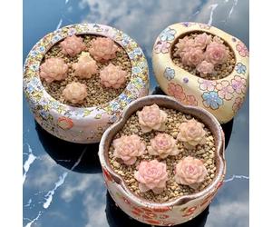 semi succulenti, esotiche con aiuola rialzata decorazione soggiorno da balcone per giardino 150pcs