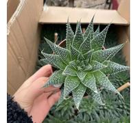 semi succulenti medicinali giardino serra succulenti in salotto balcone biologici 20pcs