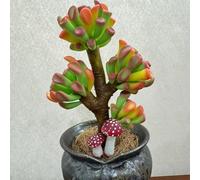 semi succulenti per balcone - resistenti giardino perenni 350pcs