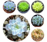 semi succulenti - perenni esterno balcone giardino roccioso resistenti selvatici tappezzante 100pcs