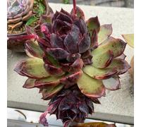 Semi succulenti, rare semi di prodotti sostenibili acquistarere resistenti per il giardino serre da balcone esotiche semi di 150pcs